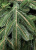 Ель 1.8м. Каролина (4), литые ветви, тёмно зеленая Детали